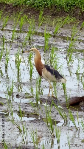 Javan Pond-Heron(Ardeola speciosa) hunting in a rice field, Bali, Indonesia