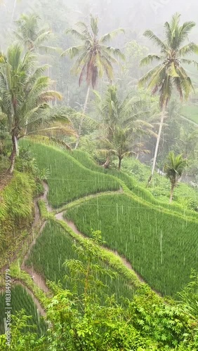 Rice fields in Bali in tropical rain, Tampaksiring , Gianyar Regency, Indonesia