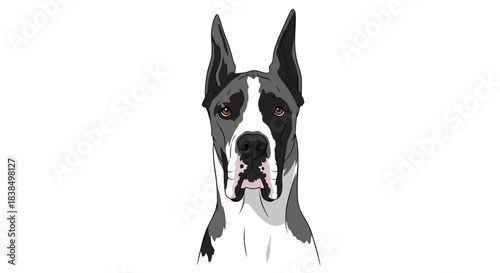 Illustrative vector of a Great Dane portrait with sharp ear isolated on white canvas