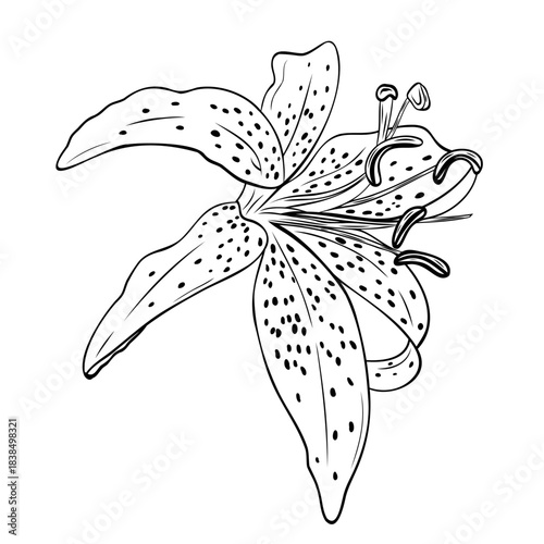 Lily botanical line art illustration of a detailed blooming tiger lily flower with speckled curved petals and prominent stamens. Graphic ink vector. For the design of postcards, stickers, prints