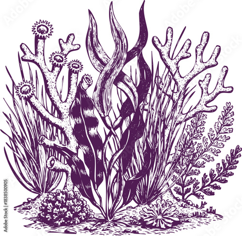 Vintage Illustration of Underwater Coral Reef Flora and Fauna on White Background botanical