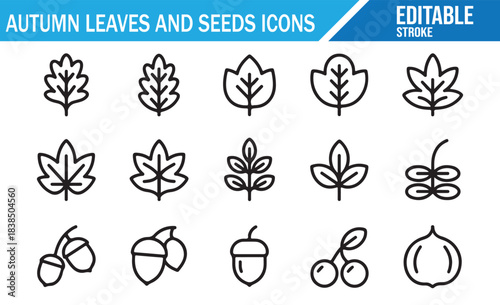 Clean autumn leaves and seed vector icon collection in minimal style