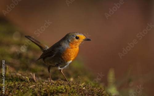Closeup of european robin standing on the mossy ground with blur background