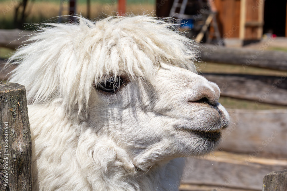 Naklejka premium Llama with fluffy white fur standing near a wooden fence in the farmyard during midday sunlight