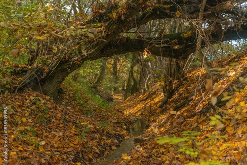 a stream in an autumn forest and a tree fallen on the banks of the riverbed, covered with fallen leaves on a sunny day in early November