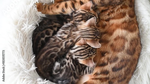 young cute small bengal kittens with mother cat lying in white fluffy cat bed, red and black, striped and spotted, ginger cat, cat maternity concept