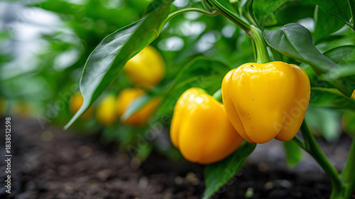 Gelbe Paprikapflanze mit reifen Früchten im Gemüsegarten