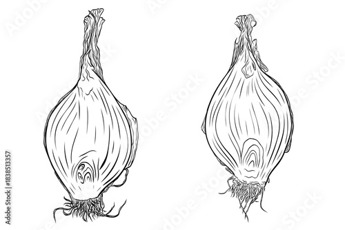 Onion head, cut lengthwise monochrome botanical aromatic vegetables illustration set, clip art ink vector