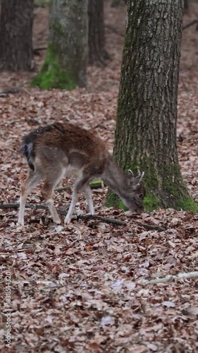 A young, cute Eurasian deer walks through the forest on a carpet of fallen leaves, searching for food and then looking into the camera on a cloudy autumn evening.