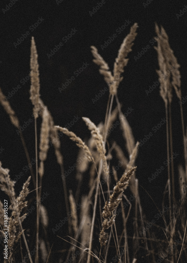 Fototapeta premium ears of wheat in the wind
