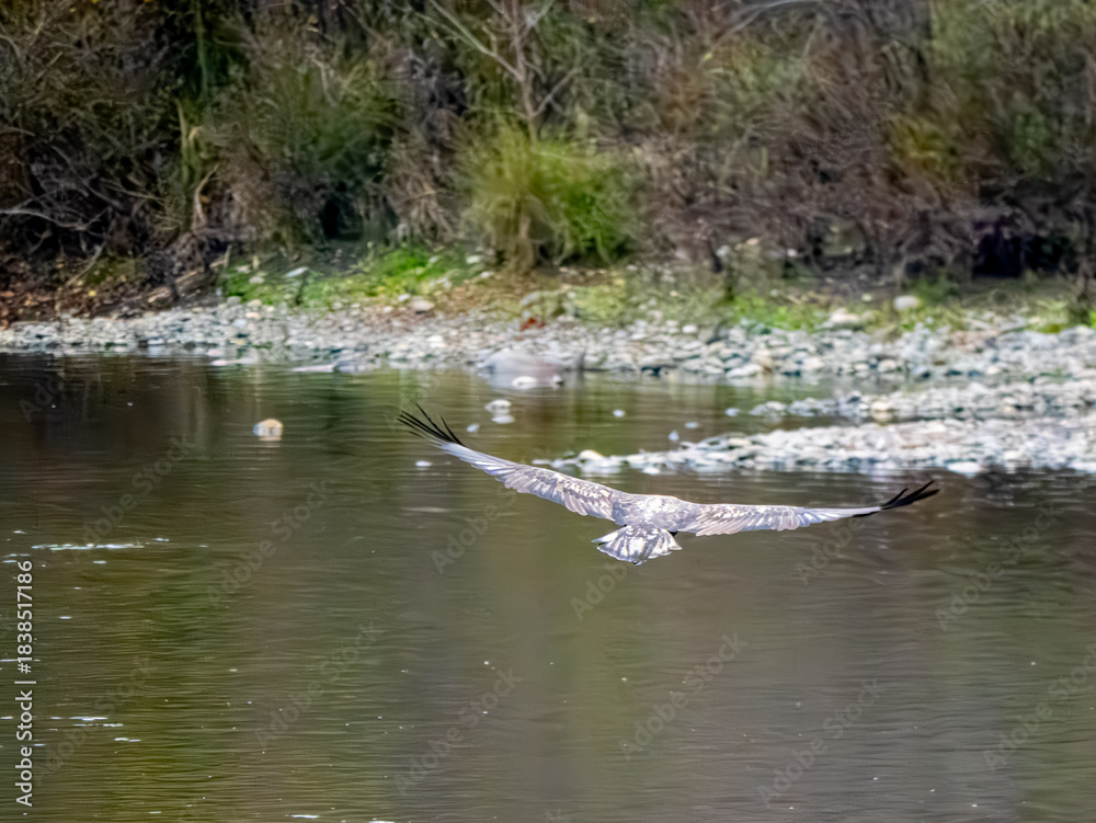 Fototapeta premium Young bald eagle on a river bank
