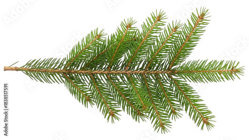 Close up of a fresh green spruce tree branch with needles isolated on a transparent background