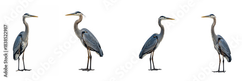 Tableau sur toile Set of Great Blue Heron with Oil Paint PNG, white background
