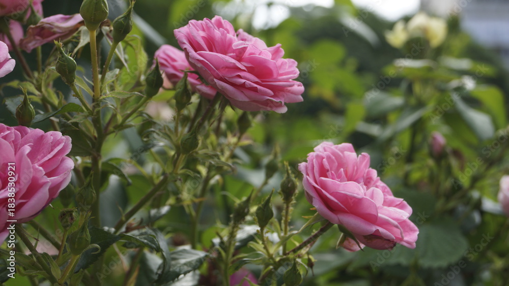 Fototapeta premium Canadian pink rose, blooming, many buds