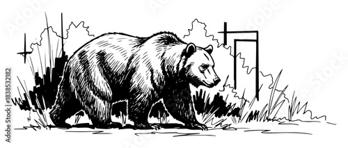 bear walking near human fence urban wildlife conflict sketch