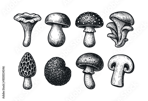 A collection of various mushrooms illustrated in a vintage engraving style — stock illustration.