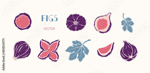 Fig and Leaves. Fruit Silhouettes Drawing Collection. Hand drawing Vector illustration.