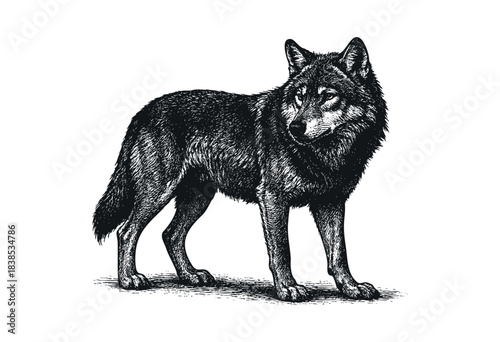 A detailed black and white drawing showcases a majestic wolf standing alert, rendered in a vintage etched style — stock illustration.