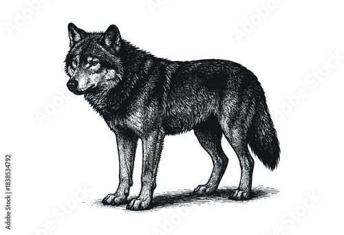 Monochrome illustration of a standing wolf with detailed fur and shading in a vintage engraved style — stock vector.