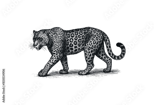 A monochrome drawing depicts a leopard in a vintage style walking on a white background — stock illustration.
