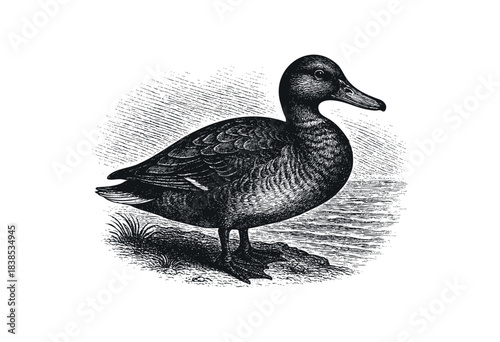 Detailed etching of a mallard duck standing by the water's edge in a retro style — stock illustration.