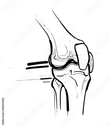 human knee joint anatomy sketch vector