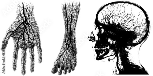 Anatomical Vein Structures and Skull Illustration Set, Retro Xerography Medical Engraving on Transparent Background