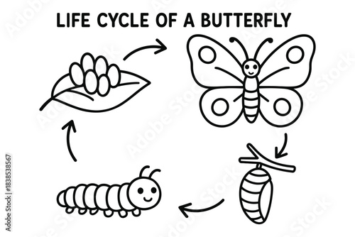 Butterfly life cycle diagram with egg, caterpillar, pupa, and adult butterfly