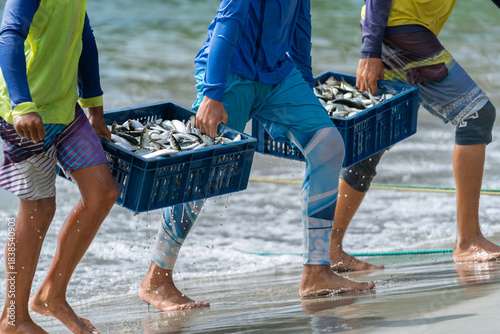 Dos cajas de plástico con muchas sardinas son llevadas por tres pescadores.