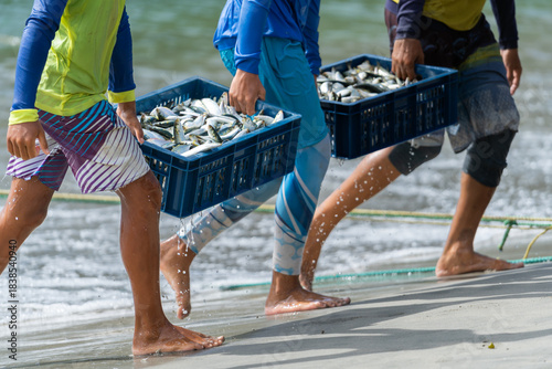 Tres pescadores están llevando dos cajas con sardinas en la playa Manzanillo en la isla de Margarita.