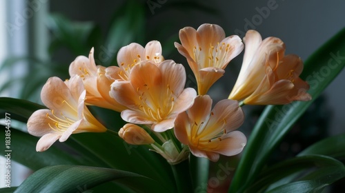 Flowers bloom in a sunny room with houseplants and bright colors during the afternoon light