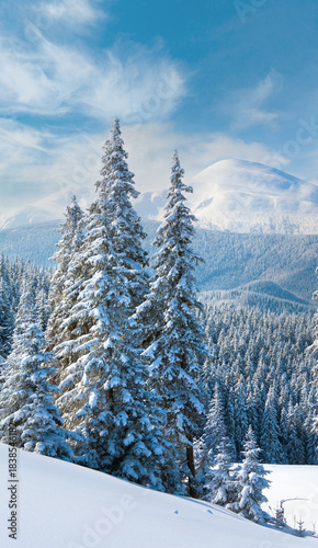 Morning winter calm mountain landscape with beautiful fir trees  on slope (Kukol Mount, Carpathian Mountains, Ukraine)