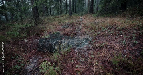 Nordic Forest Stream on Wet Autumn Rock – 4K
