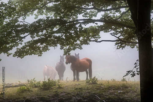 Tableau sur toile Wild horses, group and outdoor in forest with trees, grass and summer with nature in countryside