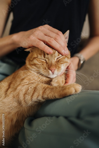 Tender caresses and caring contact provide comfort to cats effectively