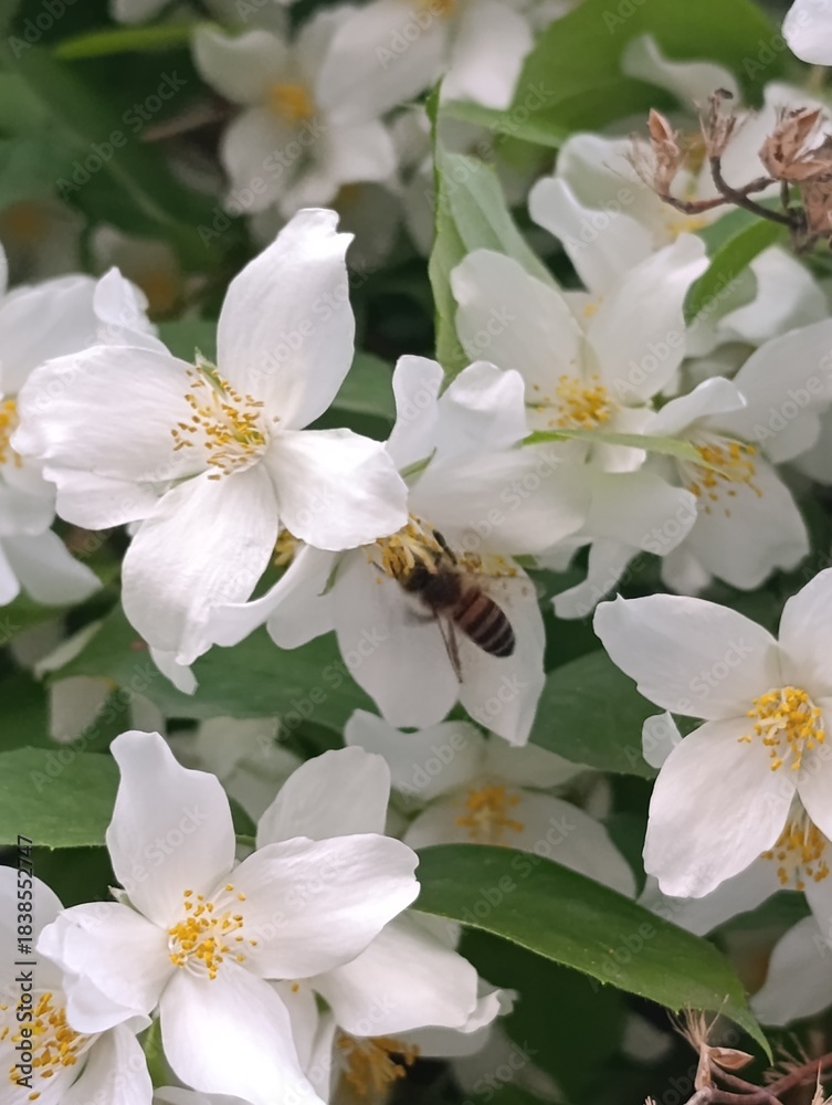 Obraz premium blooming apple tree