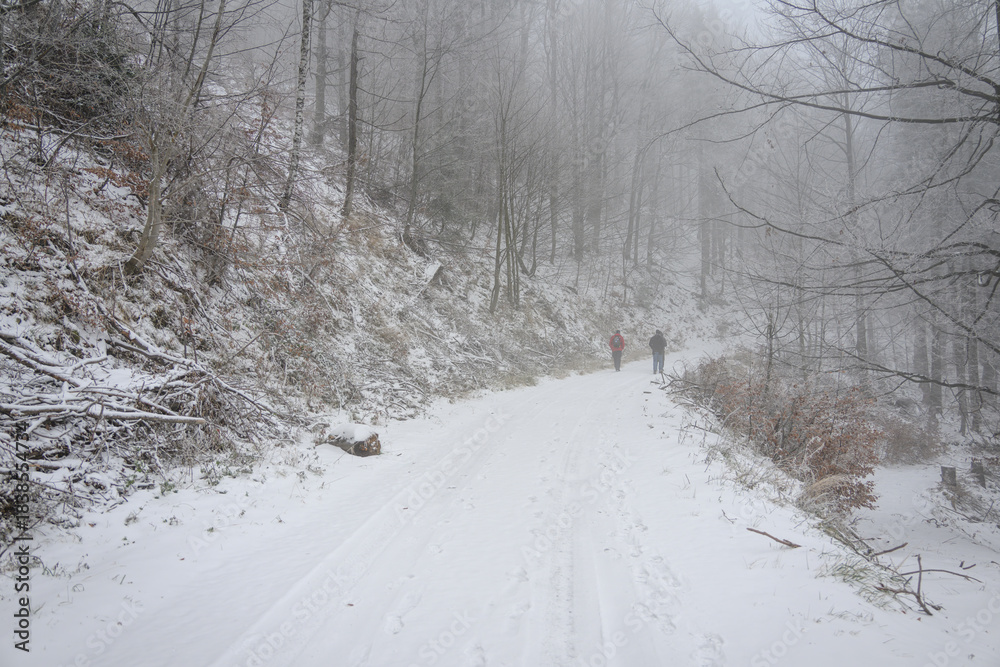 Fototapeta premium Three tourists walking along a path in a snowy forest. 