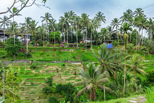 Tegalalang Rice Terraces Bali 14 11 2025 – Unrecognizable tourists visiting the famous Ubud rice fields with colorful swing dresses used for Instagram photos.