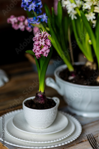 Floral cozy home decor for Easter holiday celebration. Fresh blooming spring hyacinth flowers. Beautiful house interior design, seasonal decoration