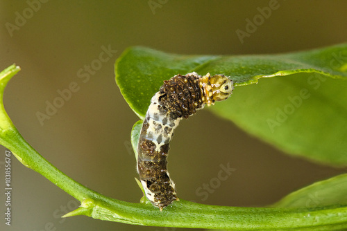caterpillar on leaf