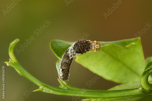 macro of a caterpillar