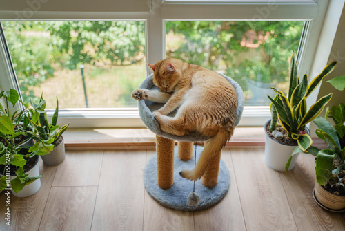 Fotografi A ginger cat lies on a scratching post under the window and among indoor plants