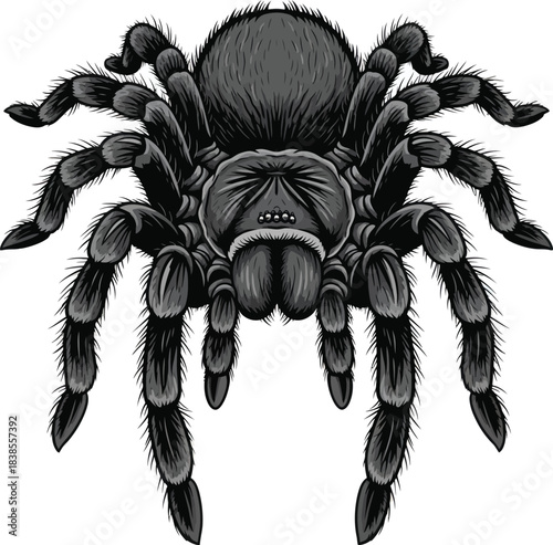 Detailed tarantula spider illustration graphic