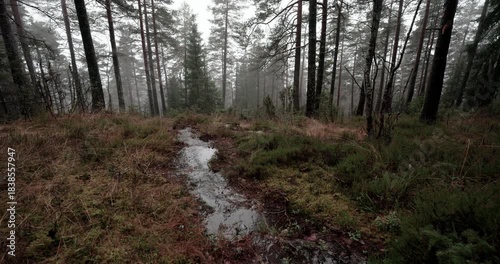 Nordic Foggy Heath Stream