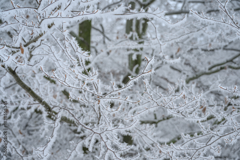 Fototapeta premium Heavy frost on tree twigs outside in winter. 