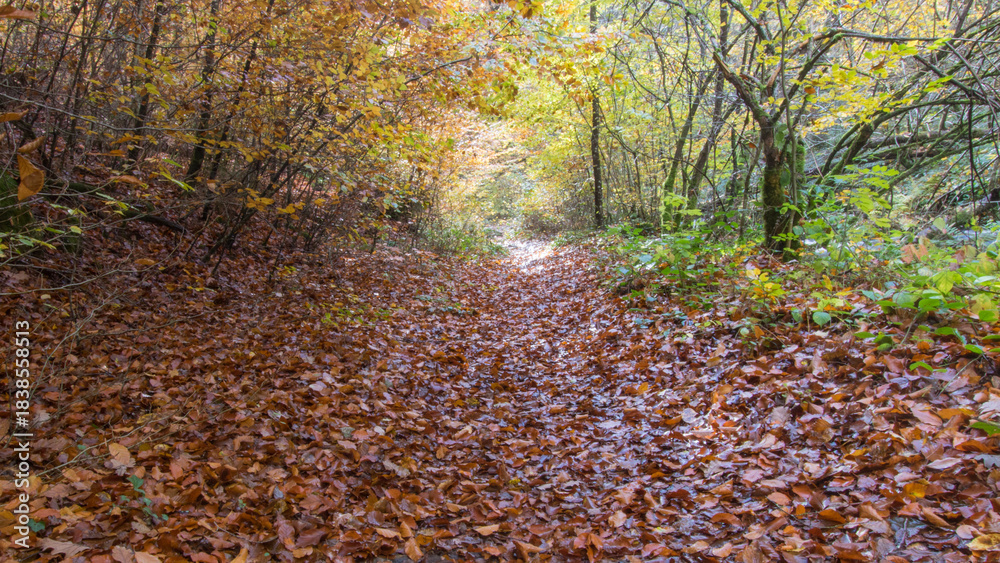 Naklejka premium sentier dans une forêt en automne, sol couvert de feuilles