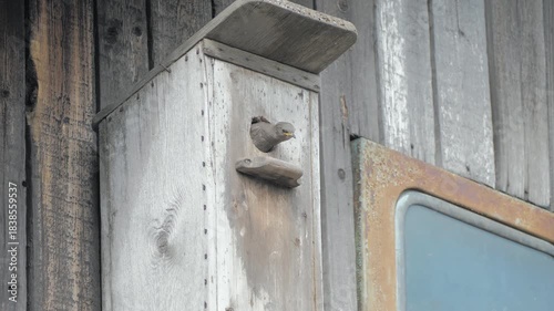 Moment of Feeding Between Starling Parent and Chick