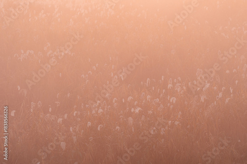 オレンジ色の霧に浮かぶ渡良瀬遊水地の葦原