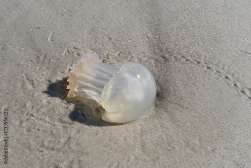 Transparent jellyfish on Florida beach, closeup