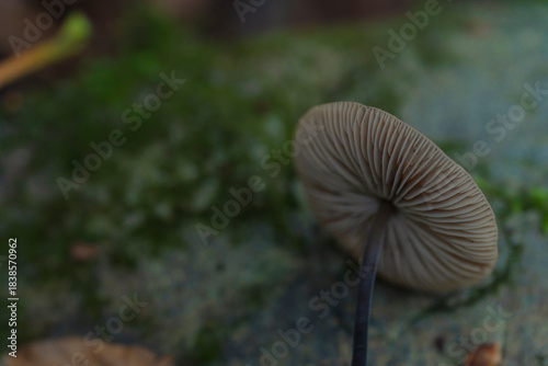 This is what the mushroom cap looks like from the bottom

